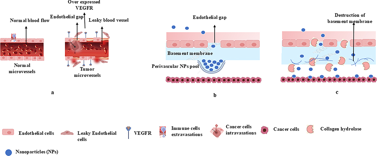 Figure 4 Refer to the following caption and surrounding text.