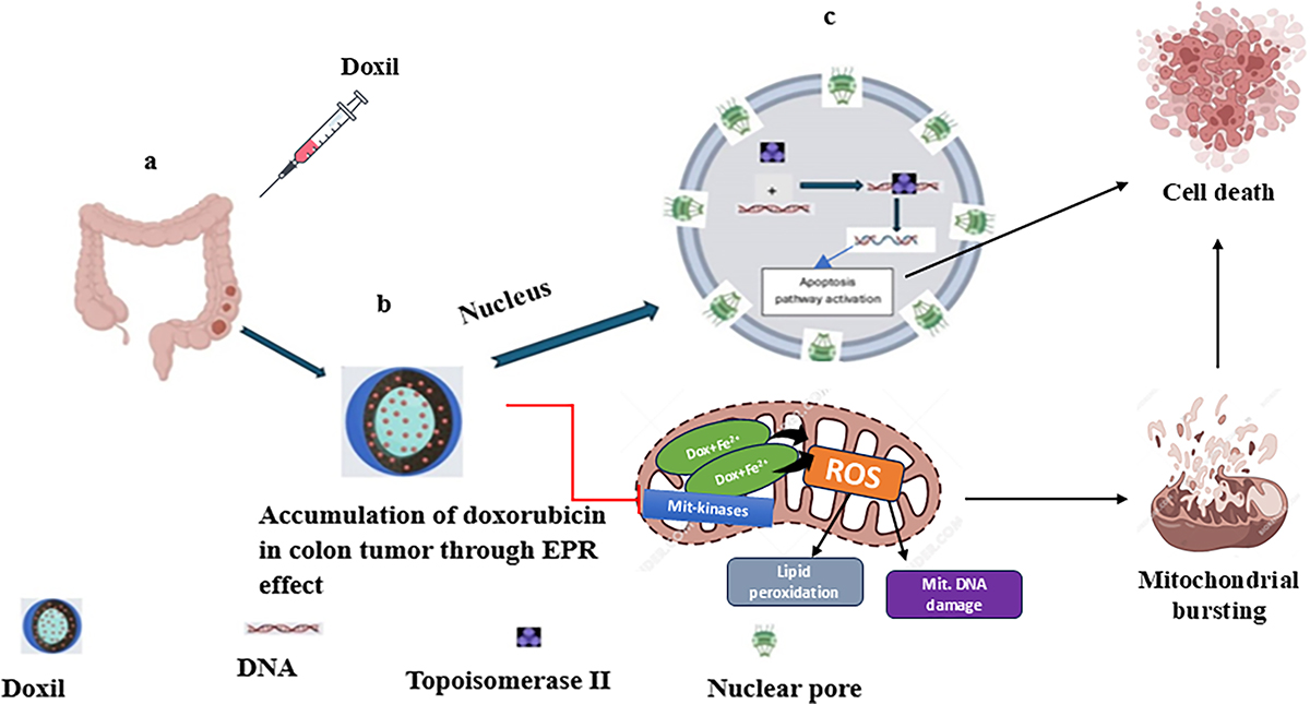 Figure 7 Refer to the following caption and surrounding text.