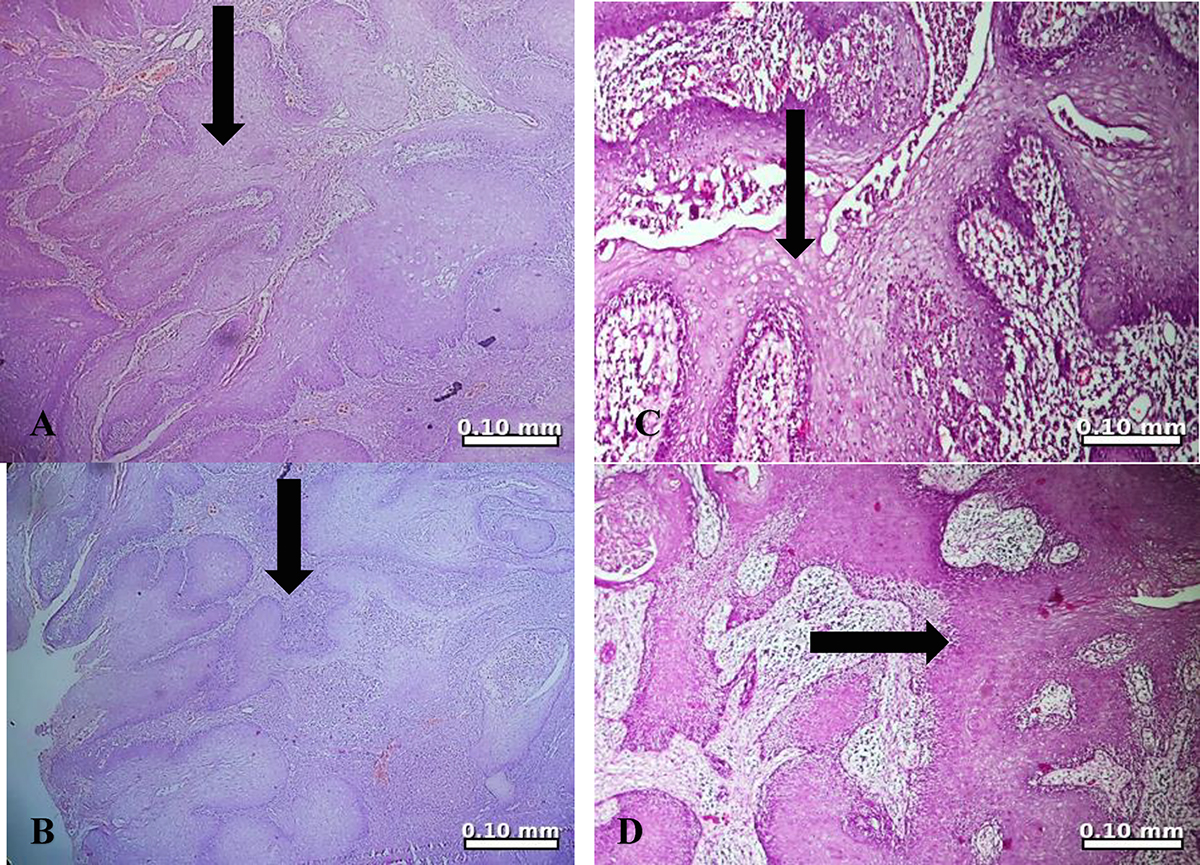 Figure 3 Refer to the following caption and surrounding text.